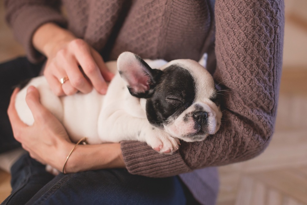 Un chiot bouledogue français dort dans les bras de sa maîtresse.