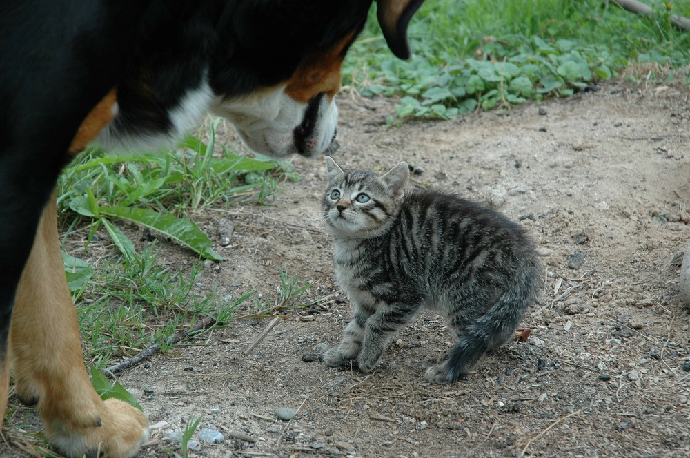 Un grand bouvier bernois s'approche d'un petit chaton. Le chaton est anxieux.