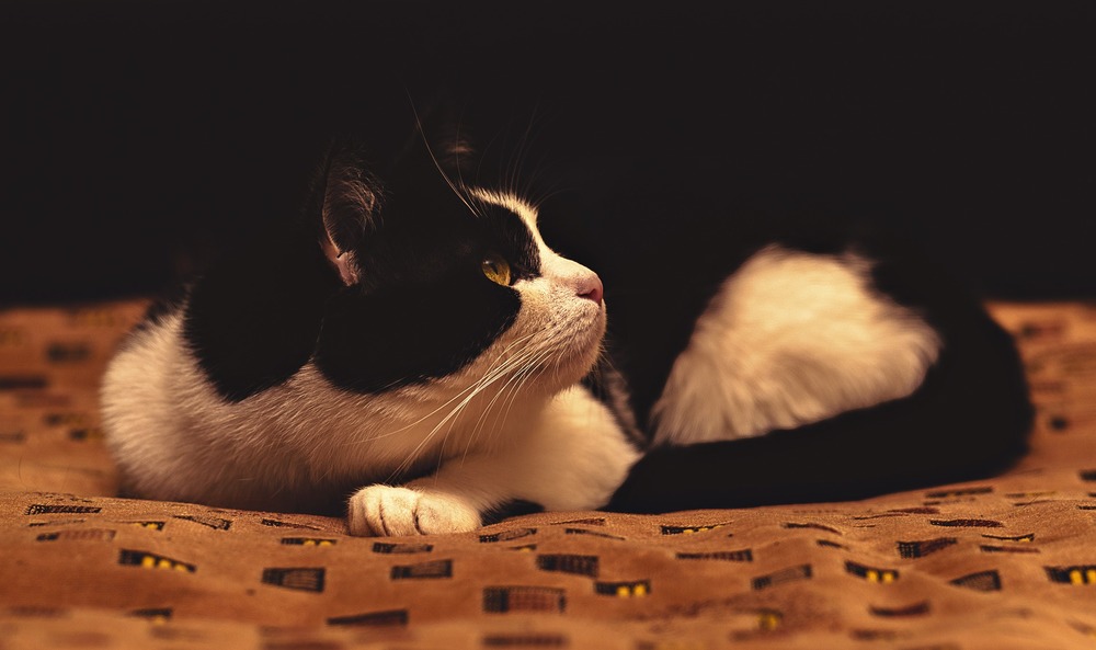 Un chat stressé peut se cacher et siffler. Les chats sont très sensibles au stress, qui peut entraîner à long terme des problèmes de comportement ainsi que des problèmes de santé.