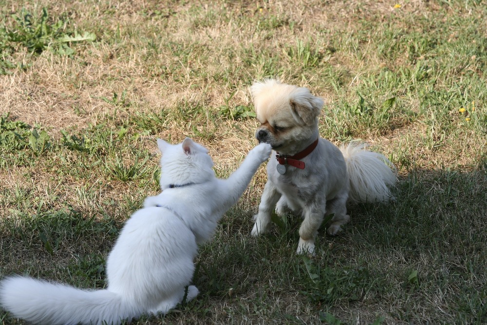 Le chat se gratte le nez de chien avec sa patte. Le chat porte un harnais, le chien est libre.