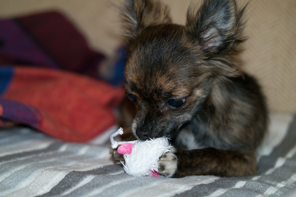  Chihuahua mord un jouet. Les chiots devraient recevoir de petits jouets pour petits chiens.