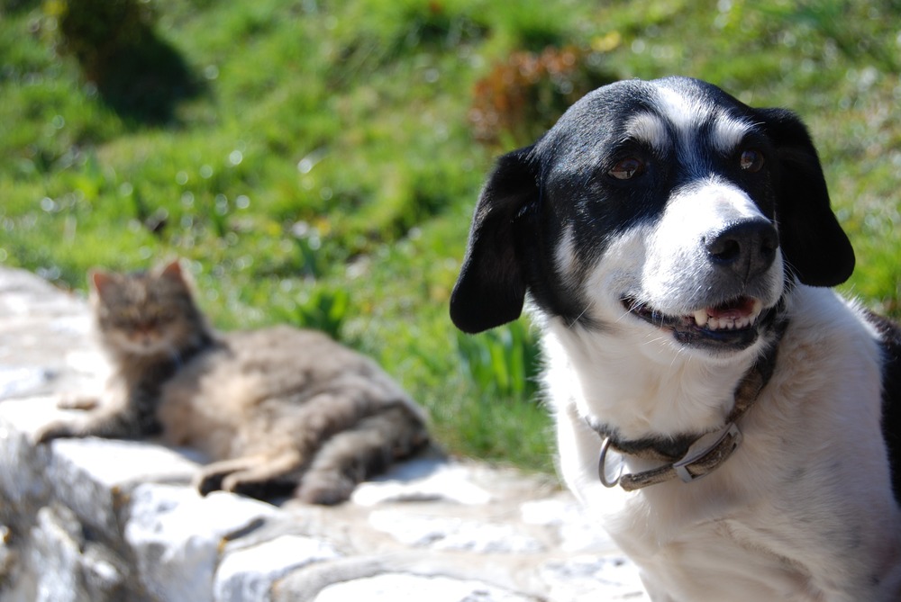 Le chien et le chat sont assis dehors, côte à côte. Les animaux vivent en harmonie et se sentent bien à proximité.