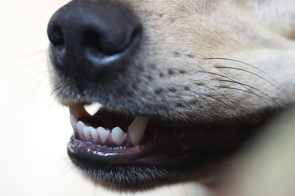 Les dents du chien sont également exposées au tartre. Nous devrions habituer notre chien à se faire brosser les dents dès son plus jeune âge.