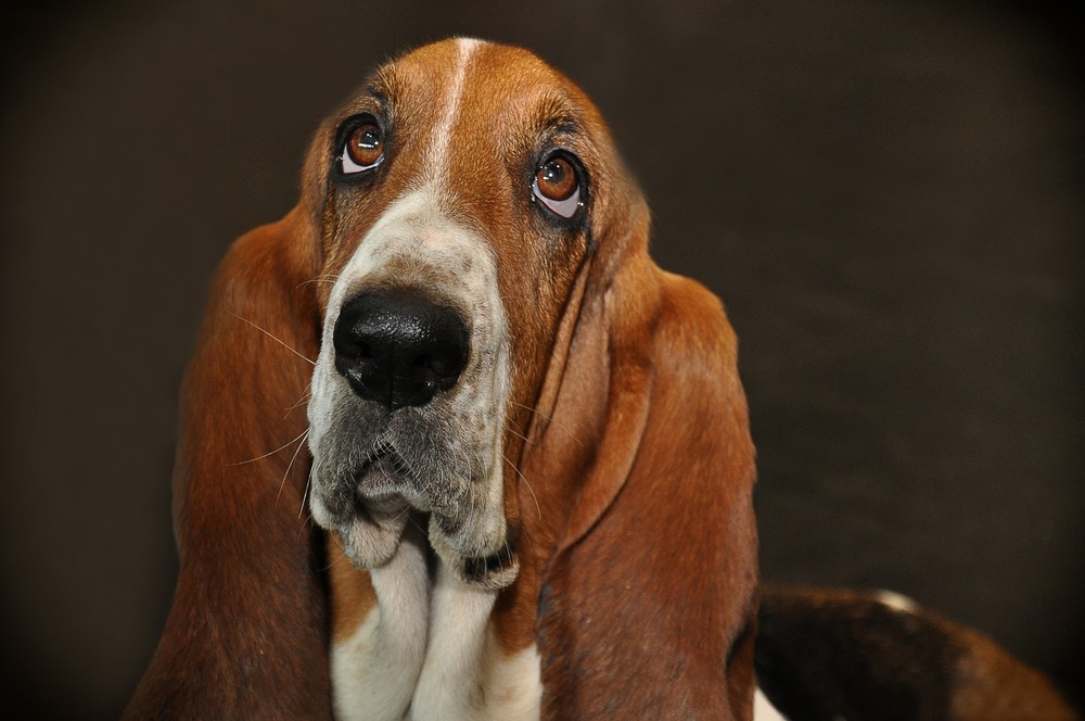 Basset a l'air suppliant. Il est difficile de résister à une telle expression du visage, mais c'est parfois la meilleure solution.