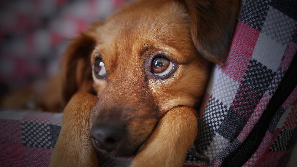 Le chiot est couché sur une couverture. Il regarde tristement au loin.