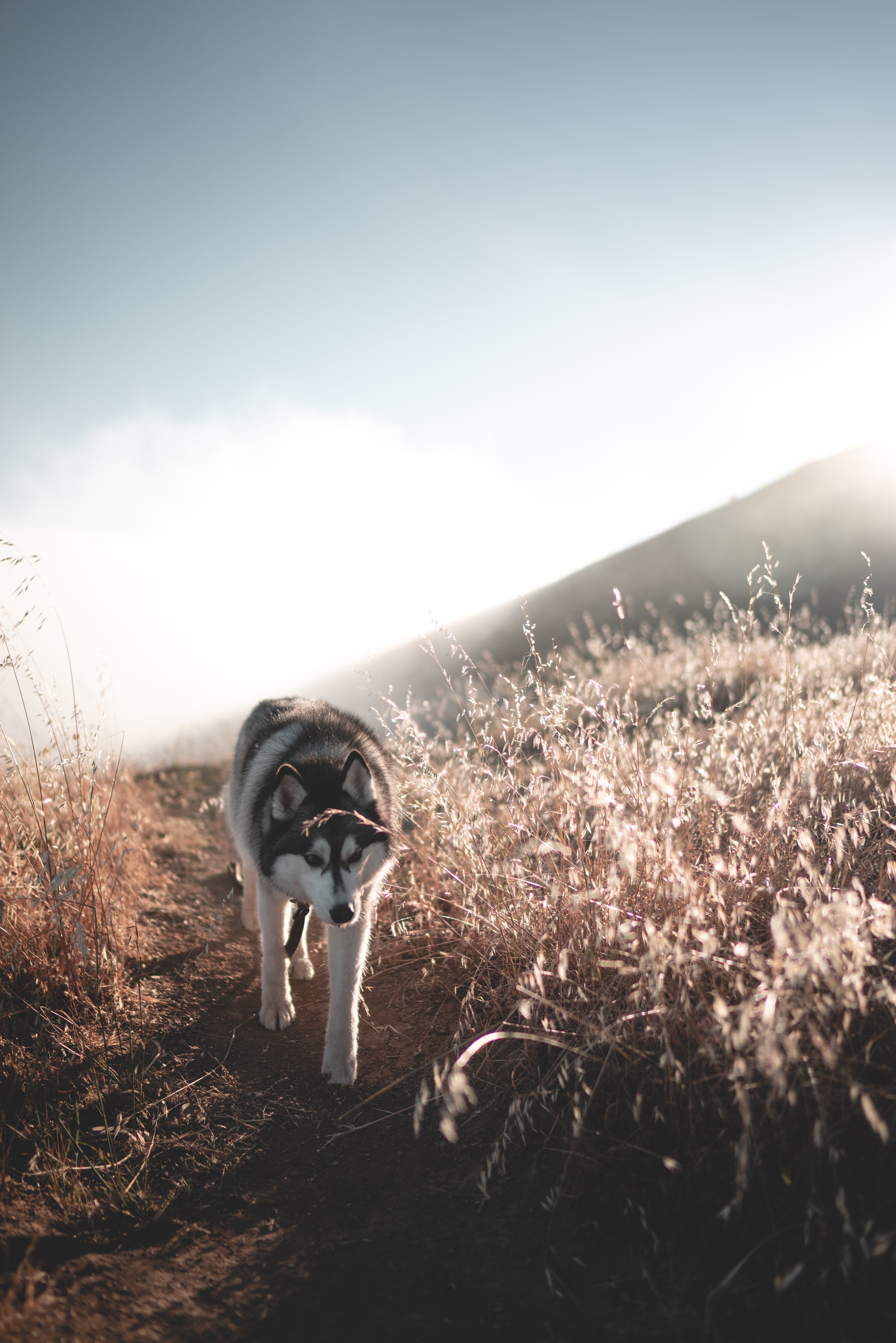 Husky se promène tranquillement entre les champs sur un chemin de terre.